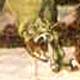 Картина Паоло УЧЧЕЛЛО «Битва св. Георгия с драконом»