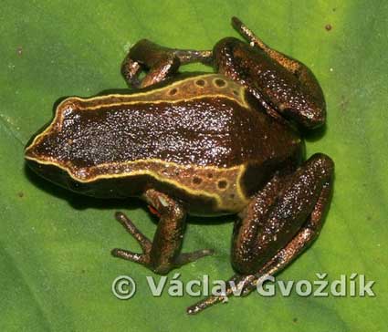 Cardioglossa Nigromaculata JungleKey.fr Wiki