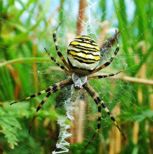Flavipalpis argiope NMBE