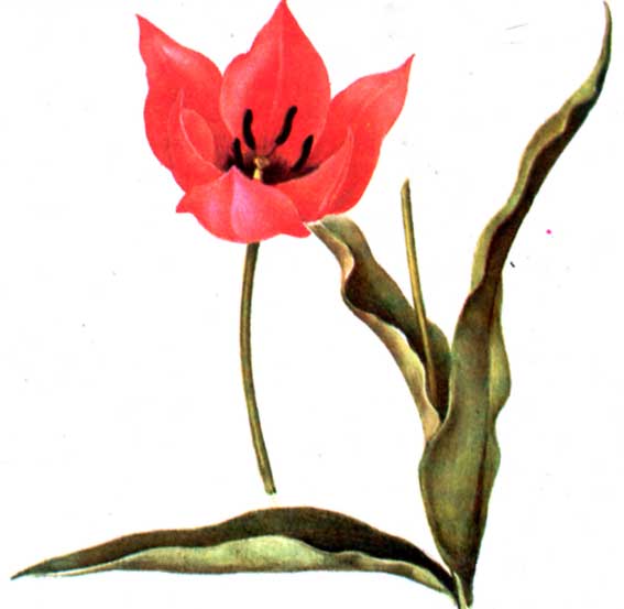 Тюльпан Островского ( Тulipa ostrowskiana ), из Красной Книги СССР.