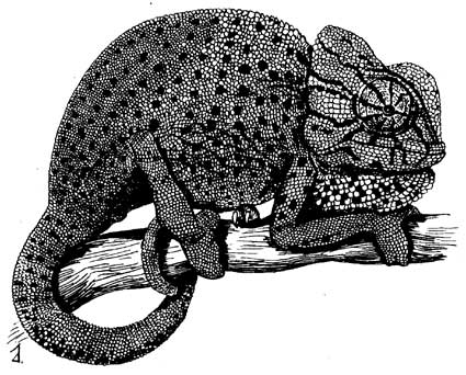 Род ящериц 5. Ctratiomus Chamaelon. Genus Tokudaia.